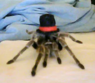 20719 cute tarantula hat image5