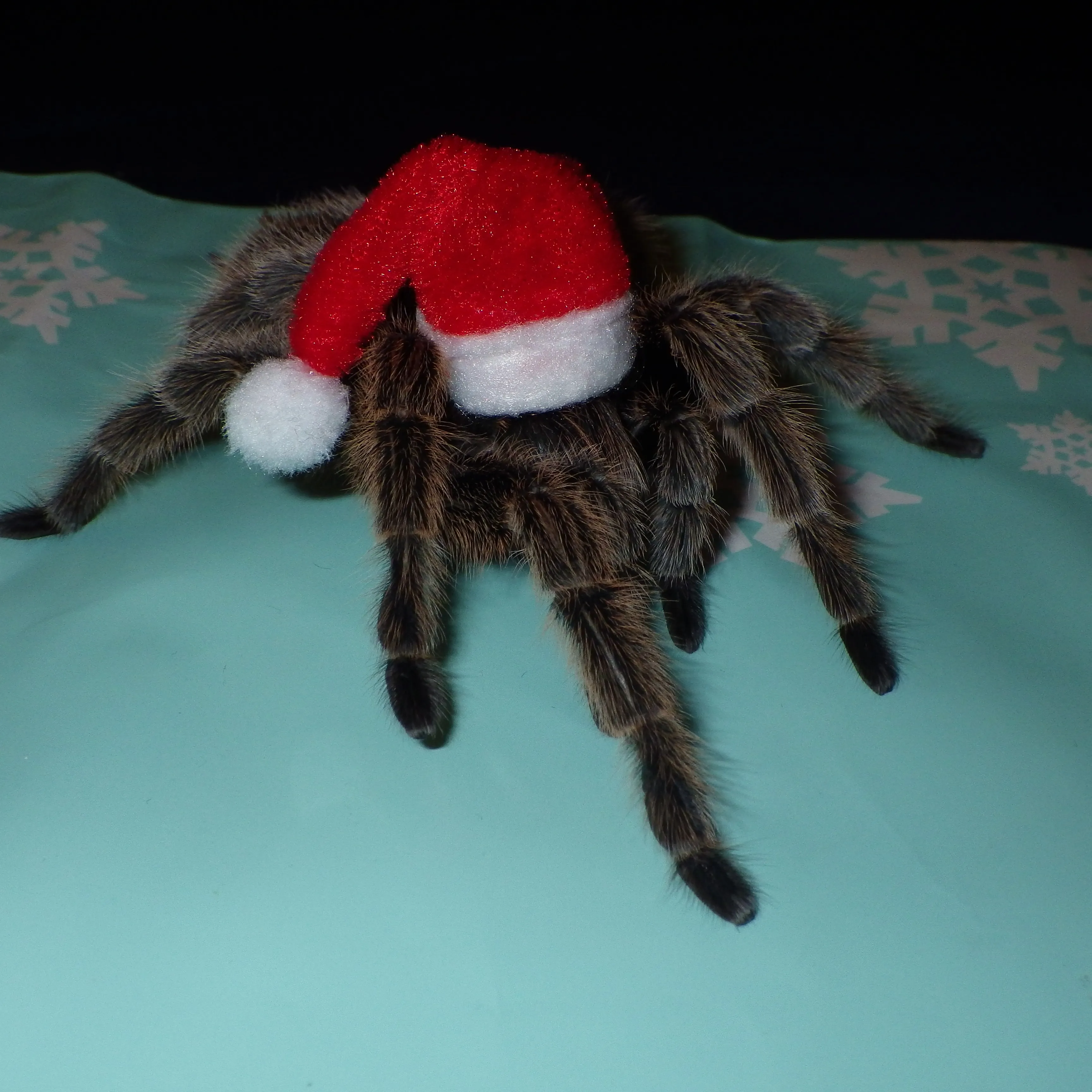 20719 cute tarantula hat image6