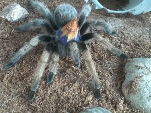/img/20719-cute-tarantula-hat-image7.webp