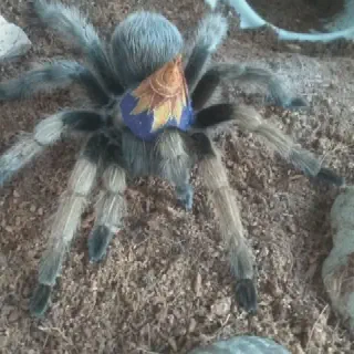 /img/20719-cute-tarantula-hat-image7.webp