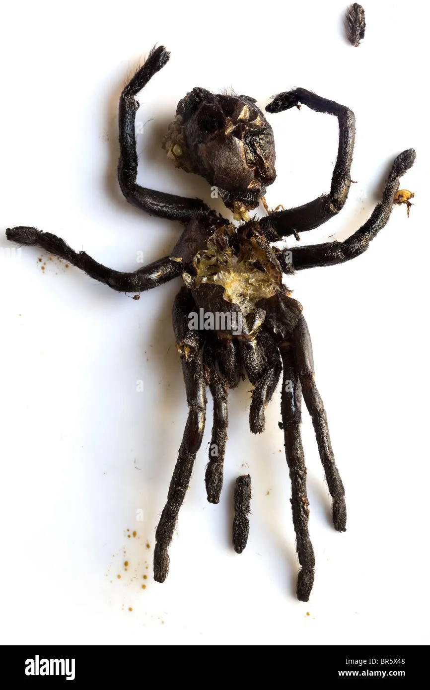 20723 vietnam fried tarantula market