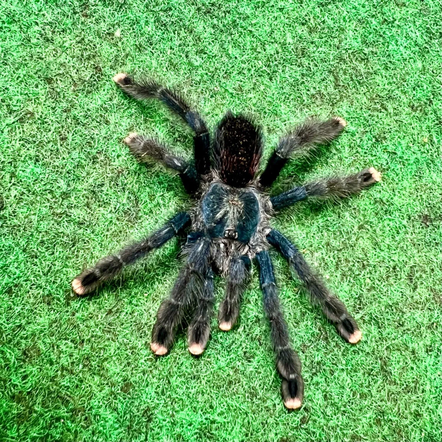 20725 pink toe tarantula feeding