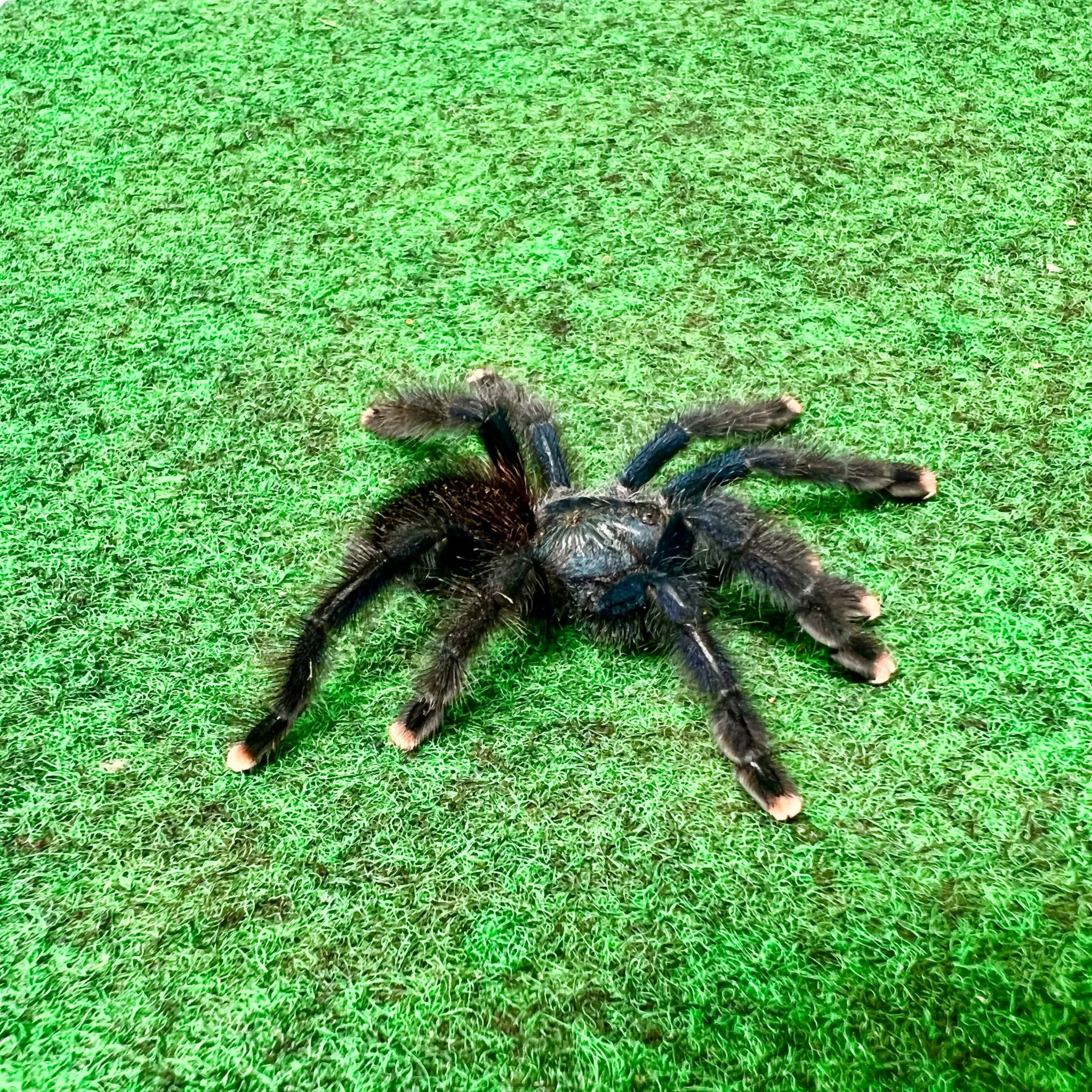 20725 pink toe tarantula habitat
