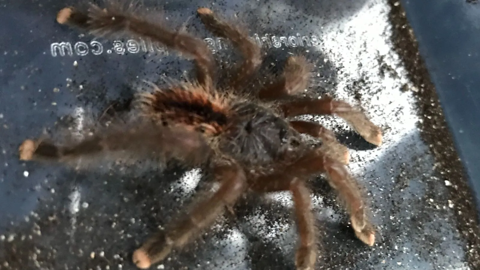 20725 pink toe tarantula handling