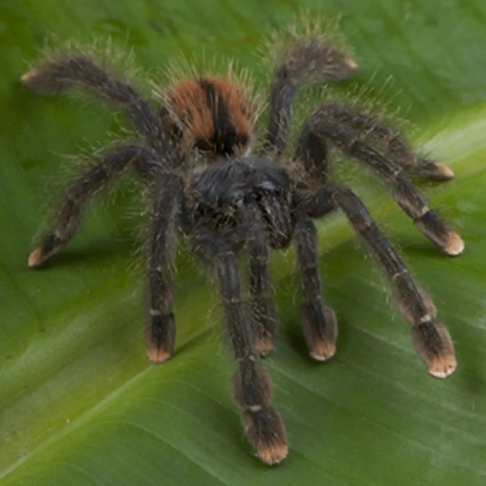 20725 pink toe tarantula shedding