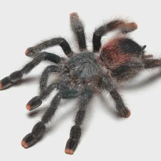 /img/20725-pink-toe-tarantula-uk-care.webp