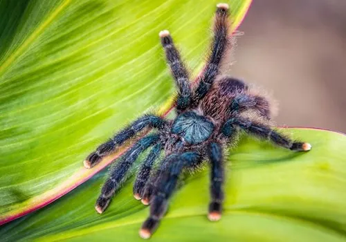 20725 pink toe tarantula uk