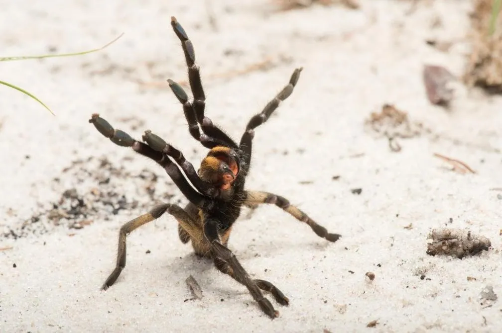 20730 new tarantula species conservation