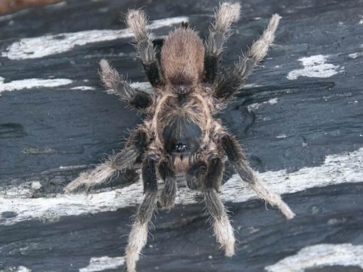 20730 new tarantula species description