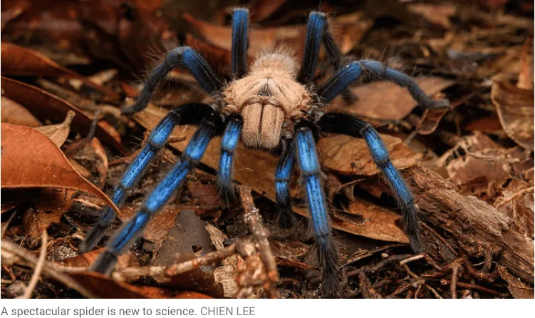 20730 new tarantula species feeding