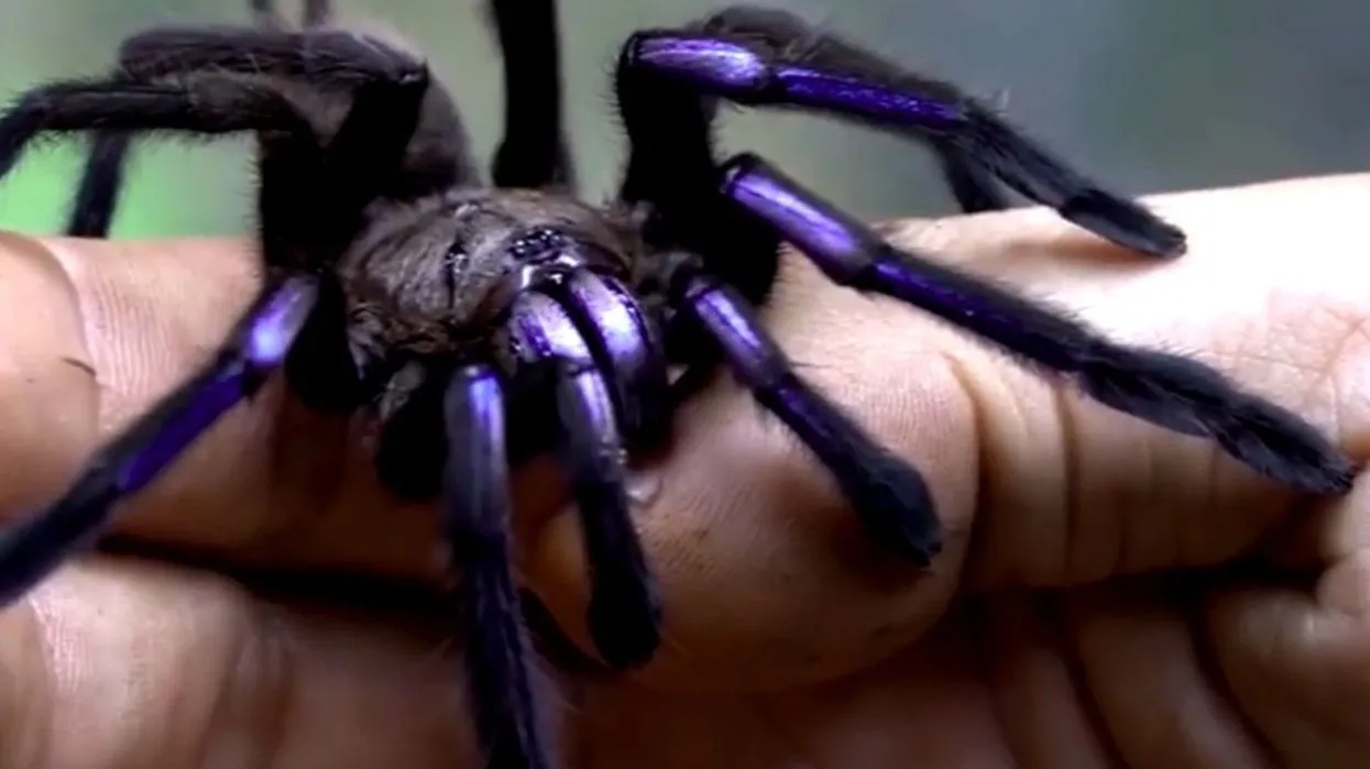 20730 new tarantula species location