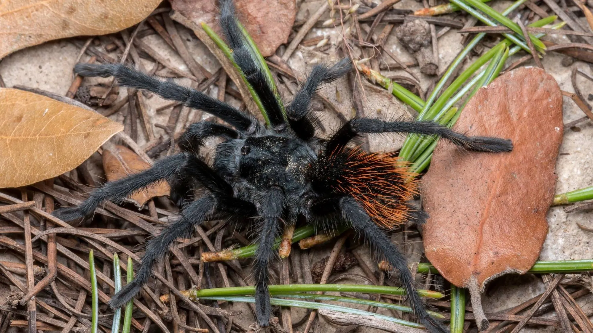 20730 new tarantula species markings