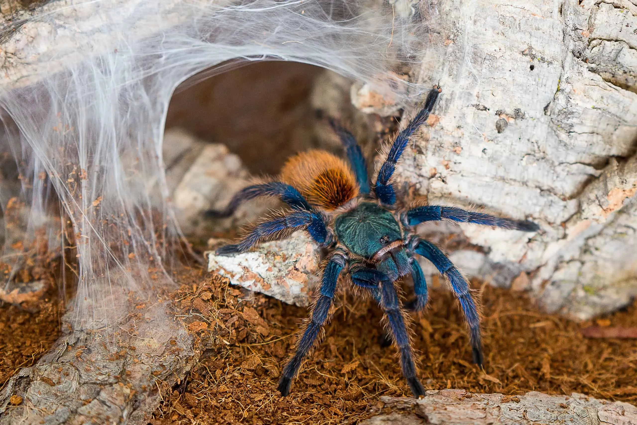 /img/20730-new-tarantula-species-taxonomy.webp