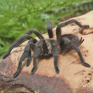 /img/20732-mexican-red-knee.webp
