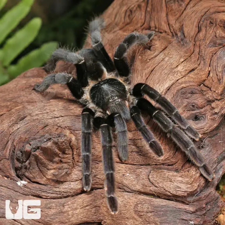 20732 tarantula appearance