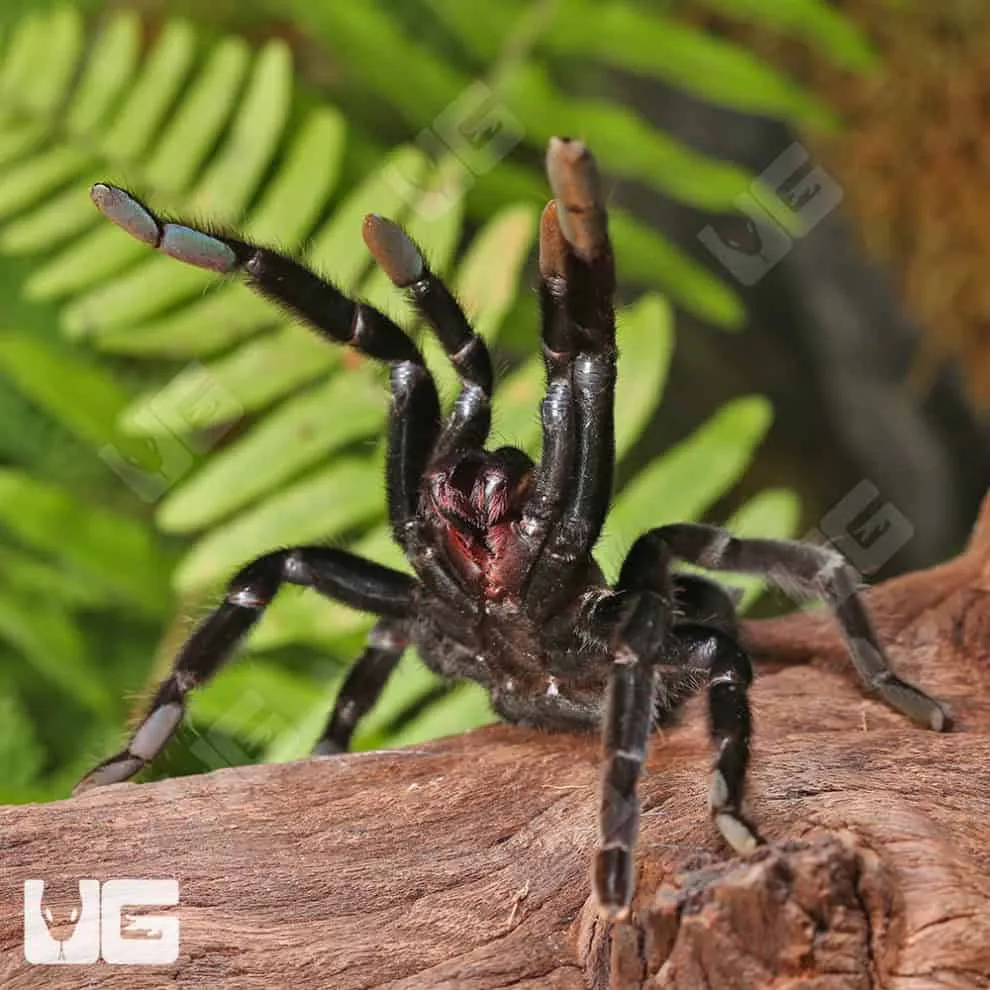 20732 tarantula habitat
