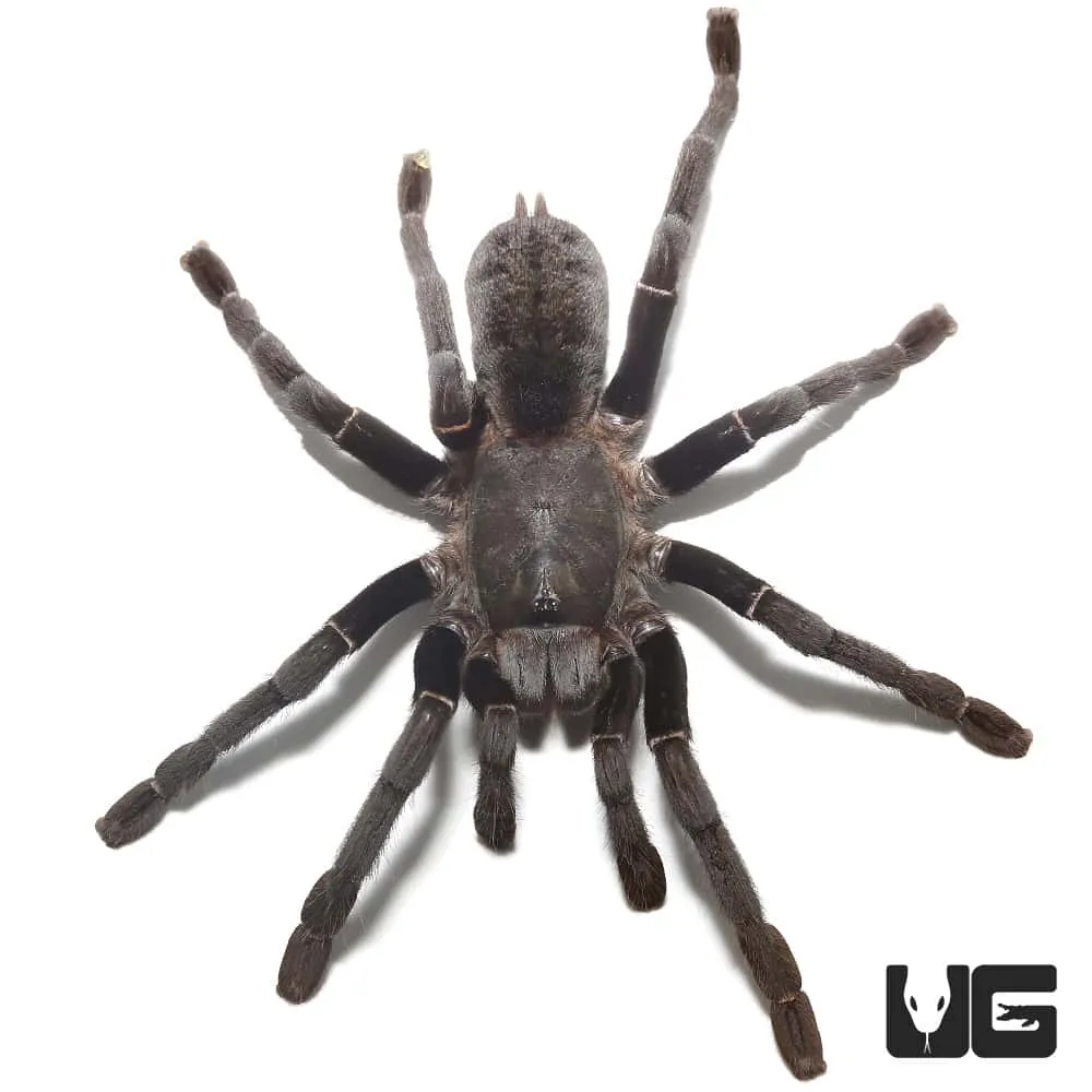 20732 tarantula lifespan