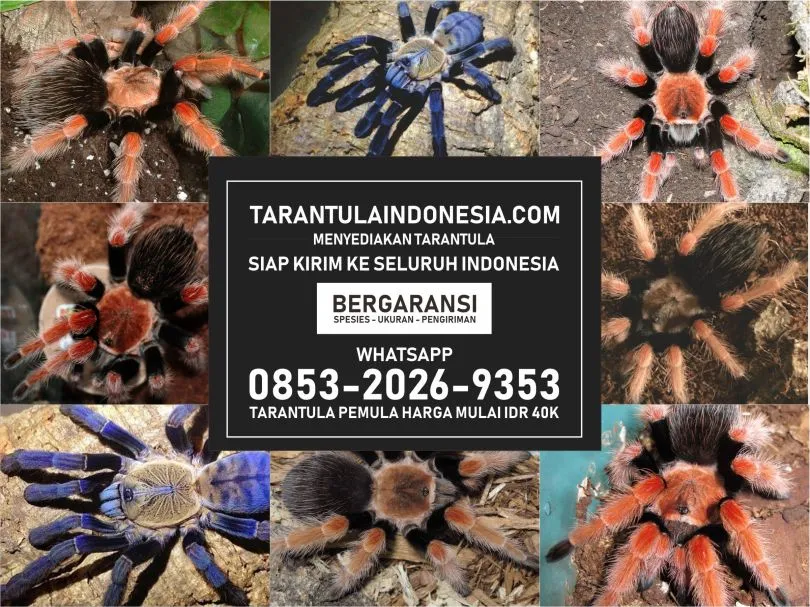 20733 hair growth minyak tarantula bandung