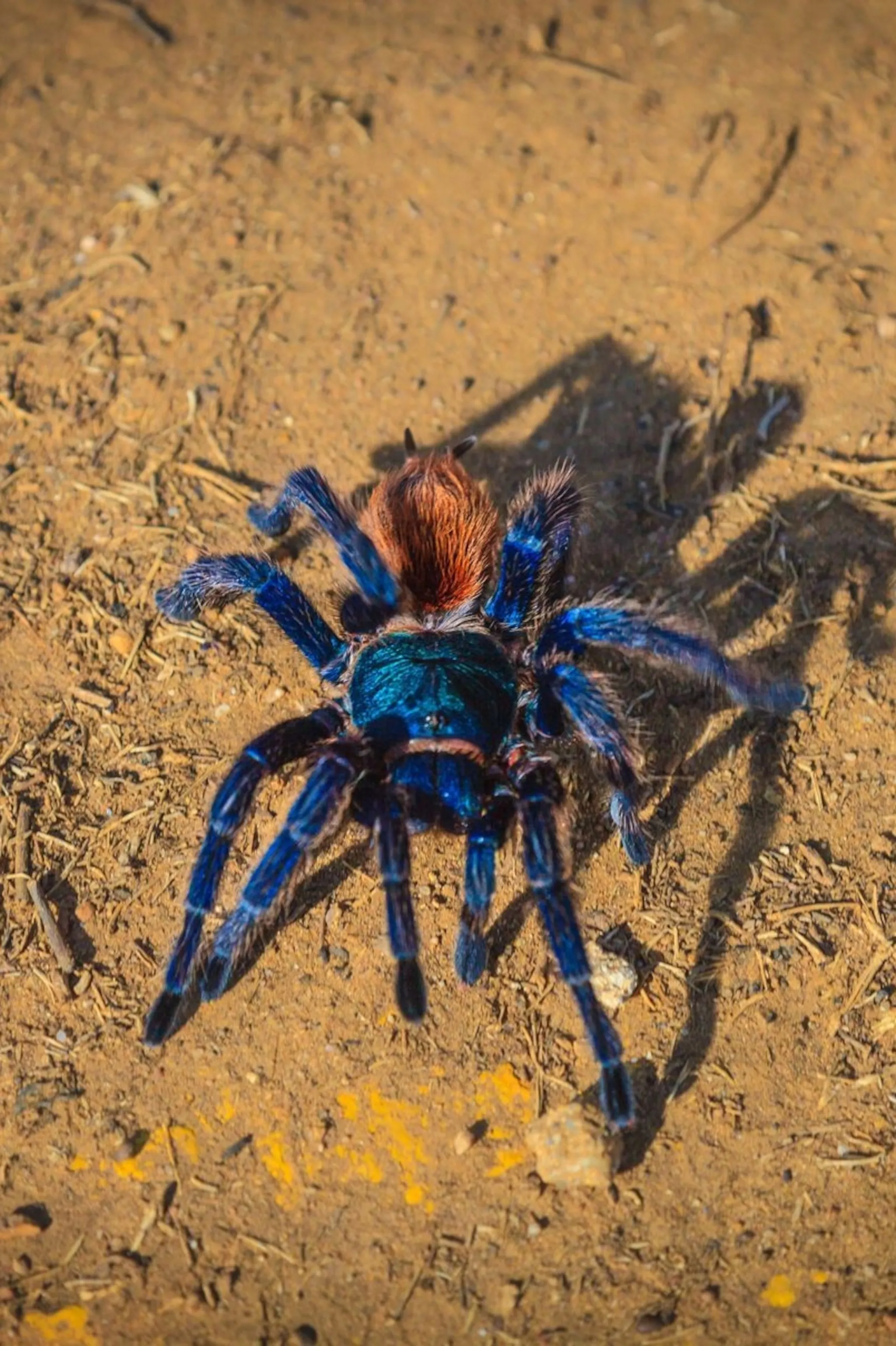 20734 tarantula facts