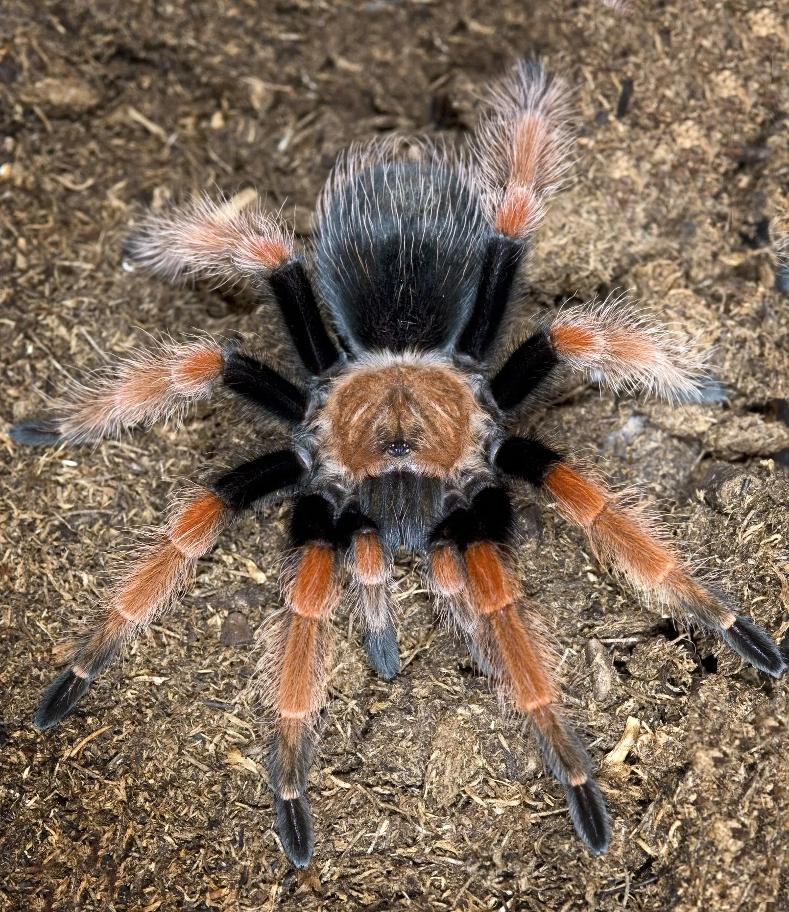 20734 tarantula feeding