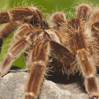 /img/20734-tarantula-species.webp