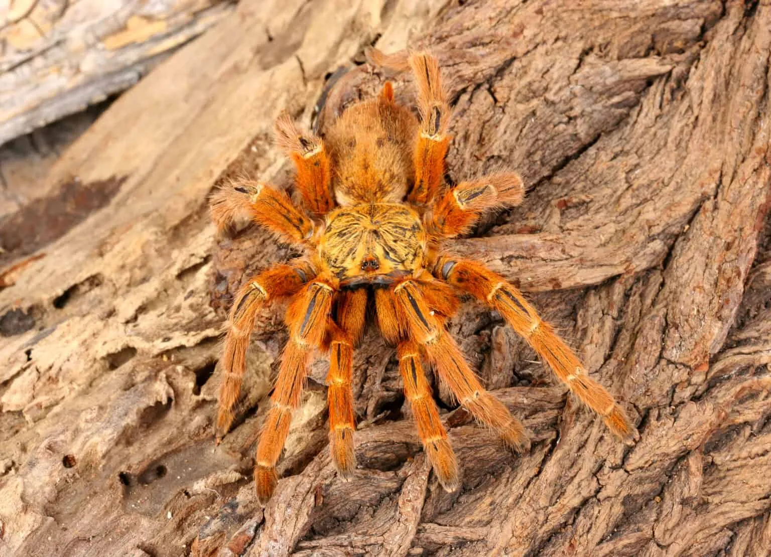 20734 tarantula venom