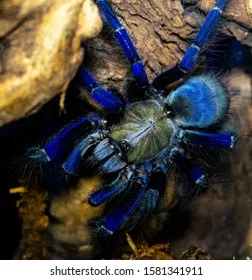20735 blue tarantula singapore enclosure