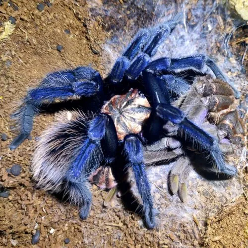 20735 blue tarantula singapore feeding