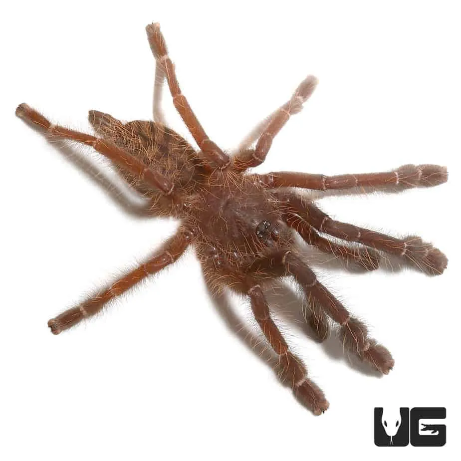 20735 blue tarantula singapore habitat