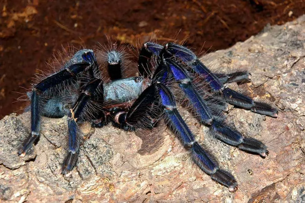 20735 blue tarantula singapore handling