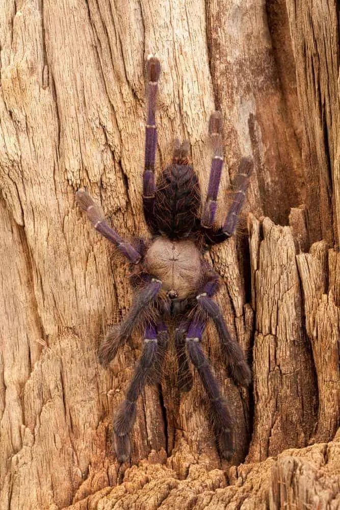 20735 blue tarantula singapore molting