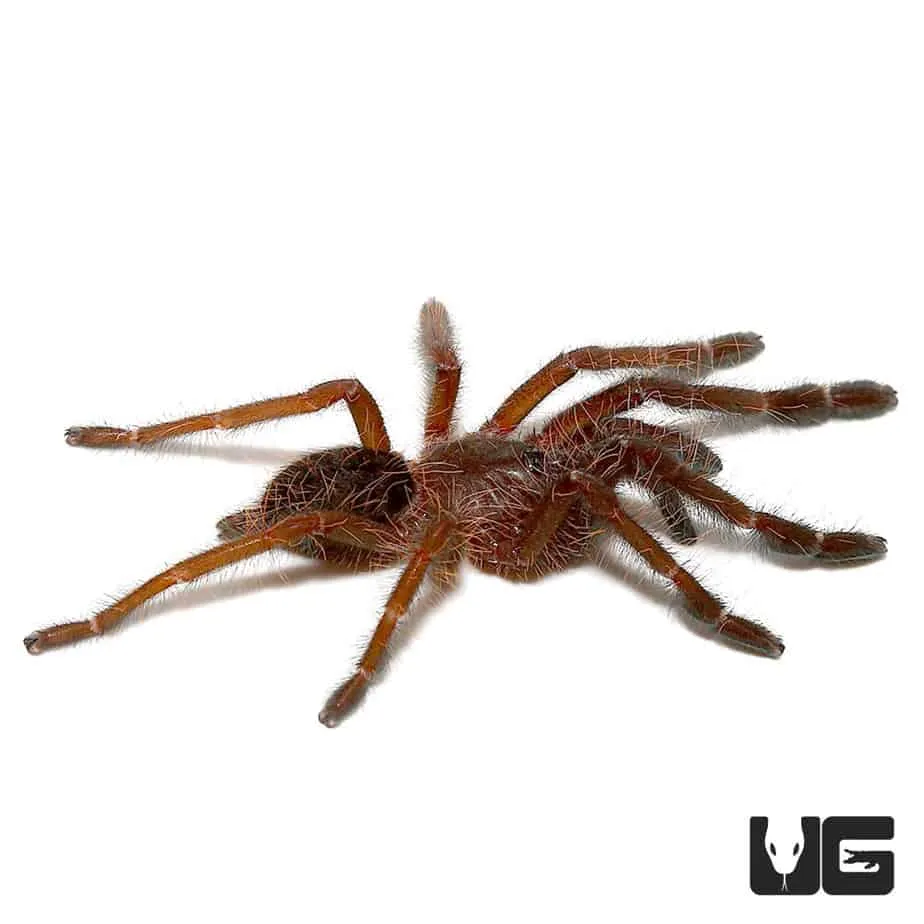 20735 blue tarantula singapore overview
