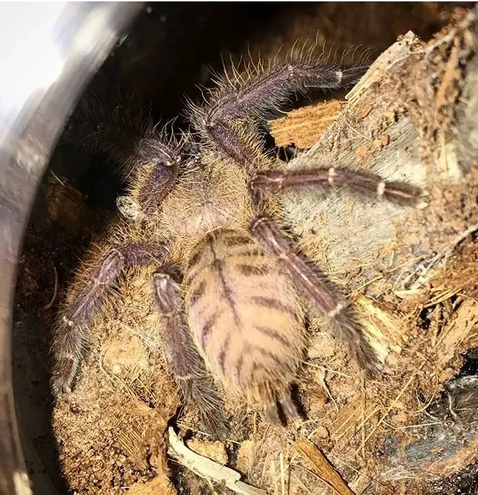 /img/20735-blue-tarantula-singapore-water.webp