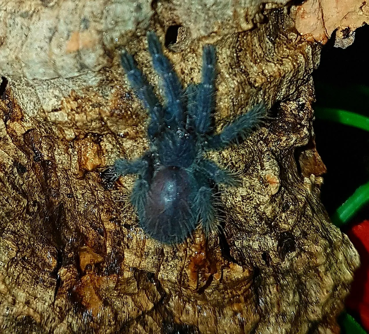 20737 hati hati tarantula sale image2