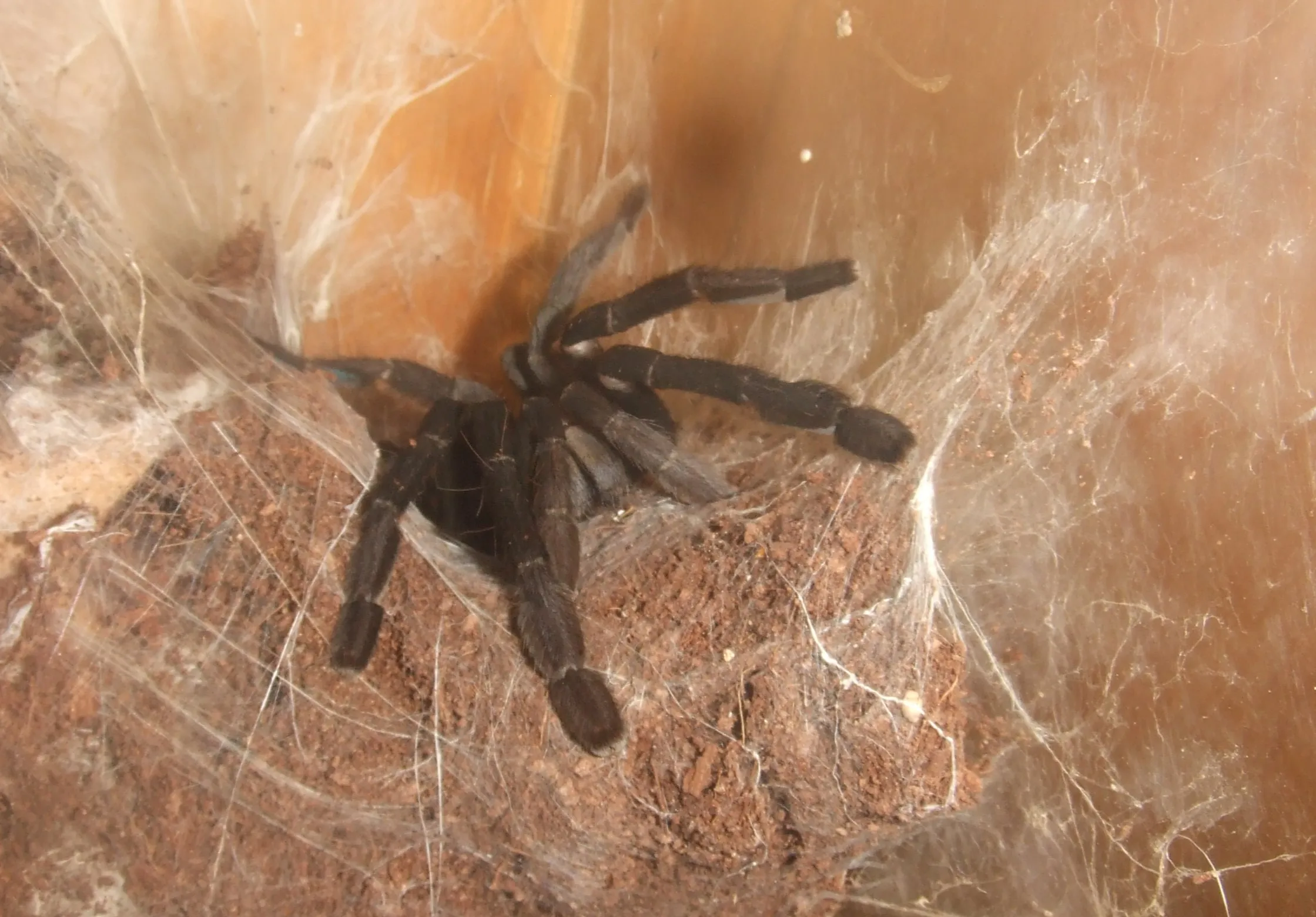 20737 hati hati tarantula sale image3