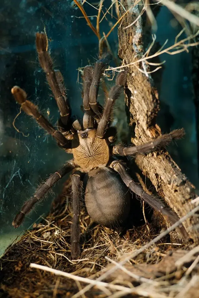 20737 hati hati tarantula sale image4