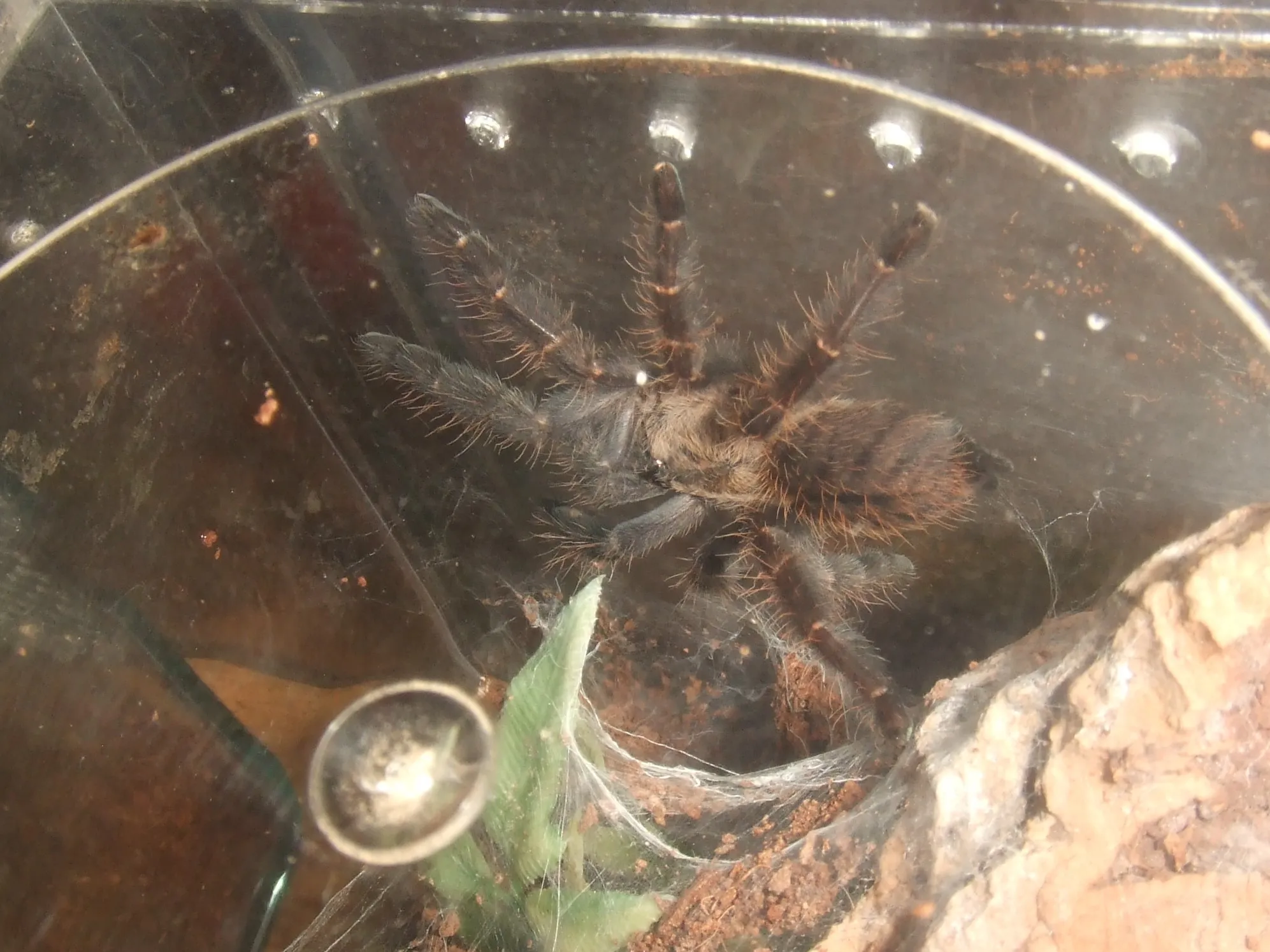20737 hati hati tarantula sale image5