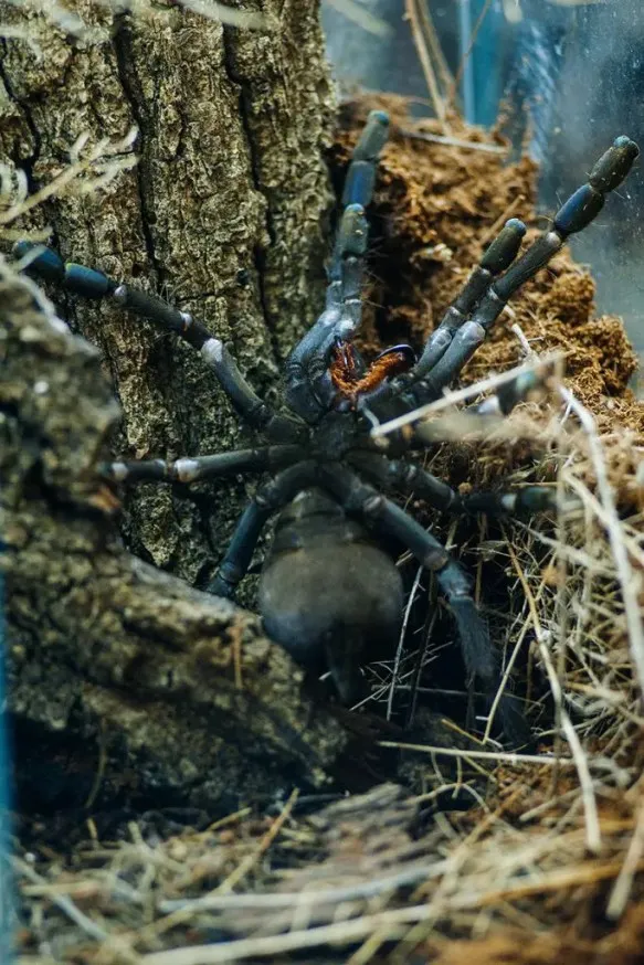 20737 hati hati tarantula sale image6