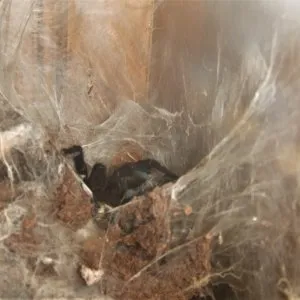 20737 hati hati tarantula sale image7