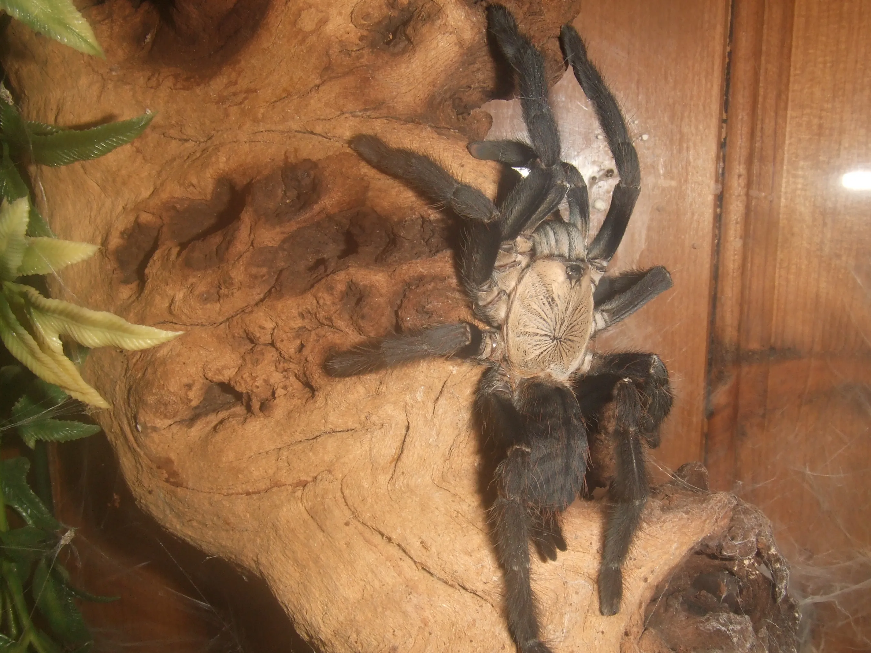 /img/20737-hati-hati-tarantula-sale-image8.webp