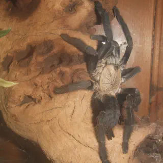 /img/20737-hati-hati-tarantula-sale-image8.webp