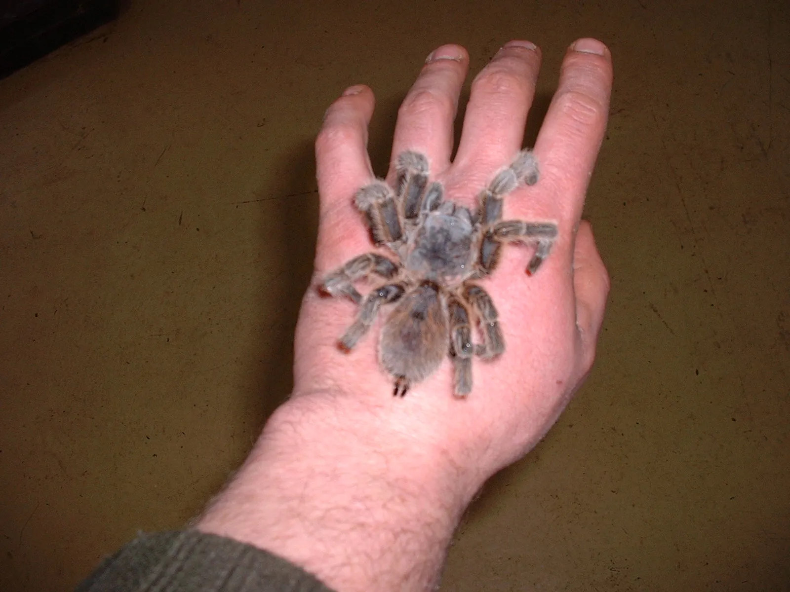 20740 chilean rose tarantula buying