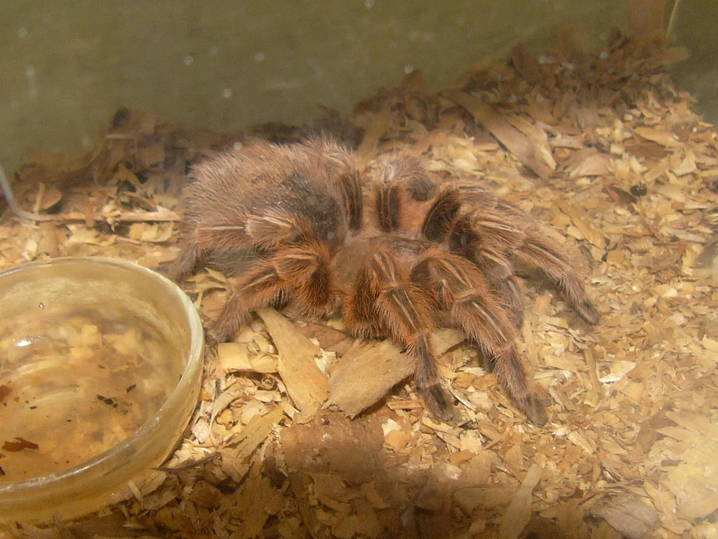 20740 chilean rose tarantula enclosure