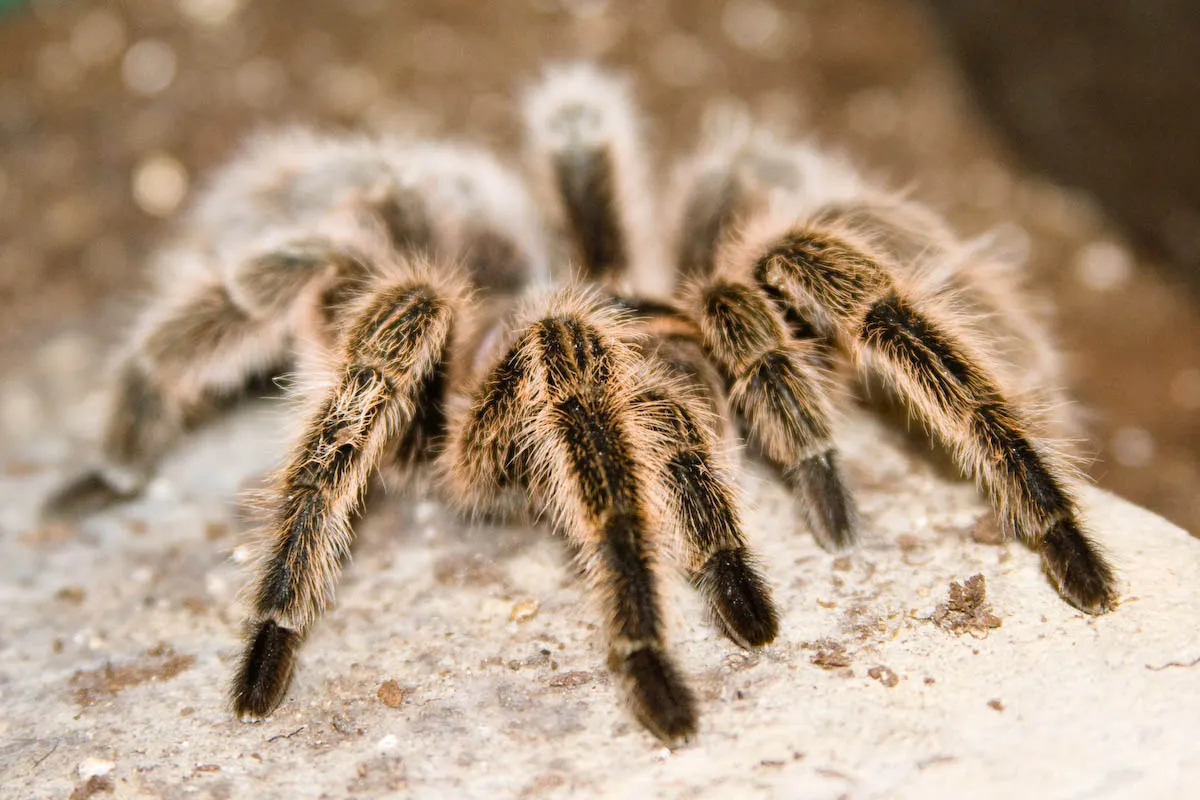20740 chilean rose tarantula feeding