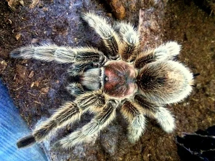 20740 chilean rose tarantula handling