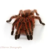20740 chilean rose tarantula health