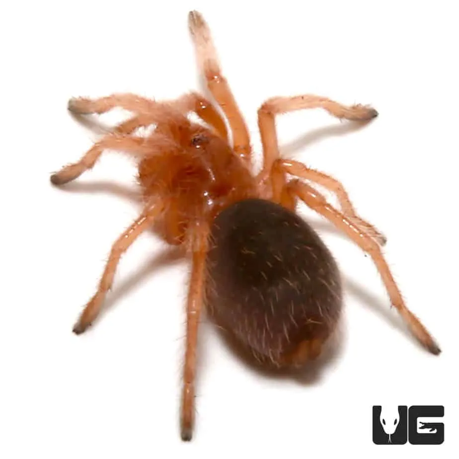 /img/20740-chilean-rose-tarantula-price.webp