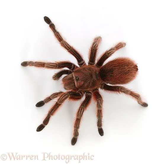 20740 chilean rose tarantula uk seller