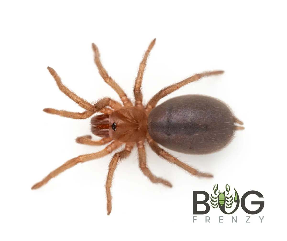 20741 plumipes tarantula 1