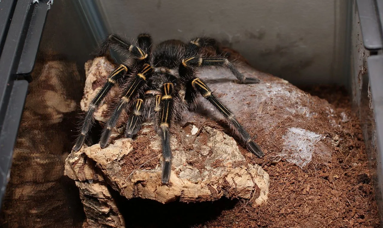 /img/20741-plumipes-tarantula-2.webp
